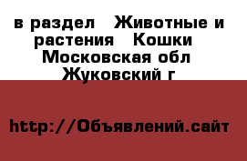  в раздел : Животные и растения » Кошки . Московская обл.,Жуковский г.